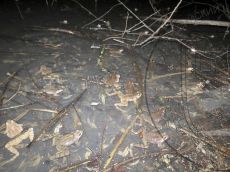 Лягушка-малоазиатская_нерест